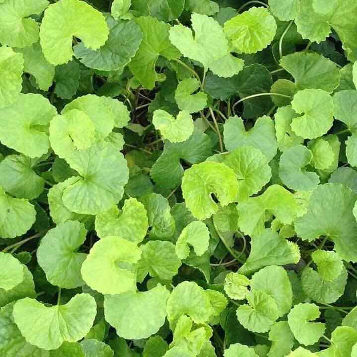 Hạt giống rau má lá nhỏ ngon ngọt - rau củ quả chịu nhiệt 4 mùa tỉ lệ nảy mầm cao 1gr RADO 050