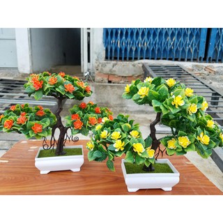 Chậu cây bonsai trang trí tết