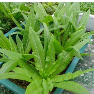 Hạt Giống Rau Diếp Thơm Đặc Biệt ( 5Gram )