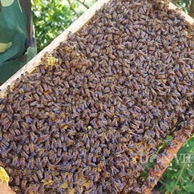 Mật ong HOA NHÃN BEE Honey Thế Hồng 350g (TRẢ HÀNG NẾU SẢN PHẨM KHÔNG THẬT)