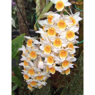 Lan rừng kiều (thuỷ tiên)