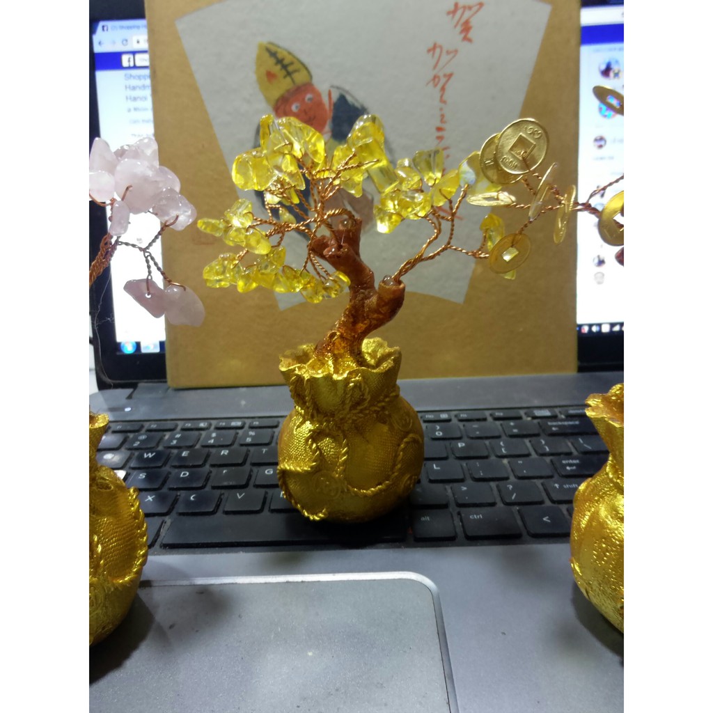 cây đồng xu cây hạt đá trang trí bàn làm việc