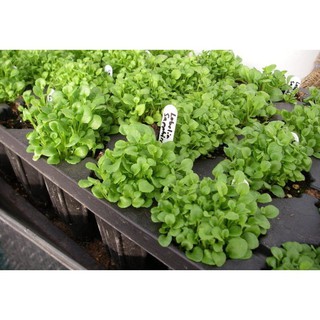 Hạt giống hoa cúc lobelia - mua 3 tặng 1 cùng loại