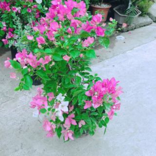 Hoa giấy chỉ 79k/1 chậu