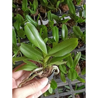 Hoàng Nhạn giống