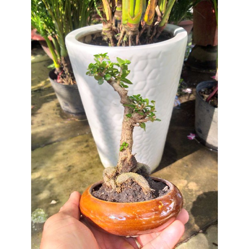 Cây Sam hương bonsai để bàn