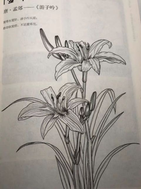 (ODER)Tập Artbook vẽ phác thảo 100 loài hoa