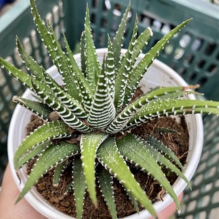 SEN ĐÁ MÓNG RỒNG CHẬU TO 10cm 🌵FREESHIP 🔥 ĐÃ THUẦN XỨ NÓNG 🌟SIU CUTE CHUẨN SIZE TRUNG🌟TẶNG 1 PHỤ KIỆN KHI MUA 2 SẢN PHẨM