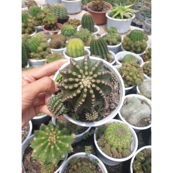 Xương rồng echino hoa cam