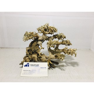 Lũa bonsai mini trang trí bể thủy sinh, cá cảnh BS05
