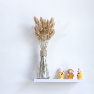 Hoa Đuôi thỏ Bunny tails