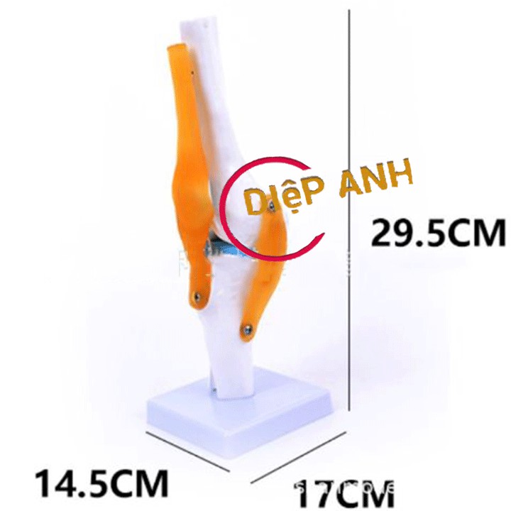 Mô hình khớp gối có dây chằng- MÔ TẢ CHI TIẾT- RÕ NÉT