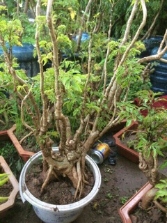 Combo 2 Cây Đinh Lăng Bonsai