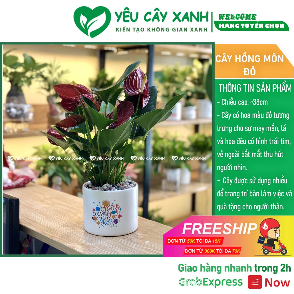 Cây Hồng Môn để bàn kèm chậu men sứ