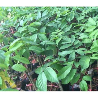 Cây giống bòn bon Thái