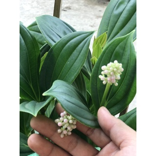 Caykiengsadec Hòn ngọc viễn đông