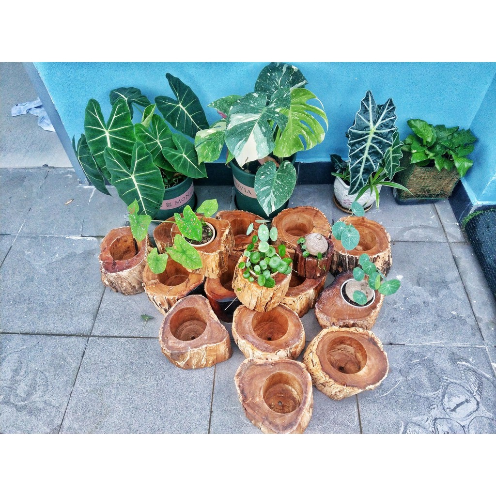 Chậu cây bằng gỗ lũa kiểu dáng decor độc đáo