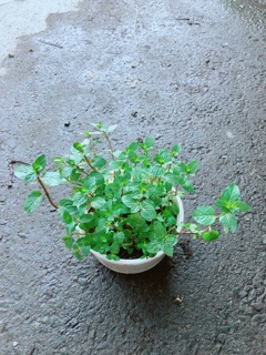 Cây Bạc Hà Doubemint