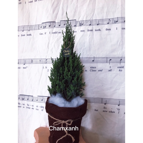 Cây trang trí noel  cây tùng