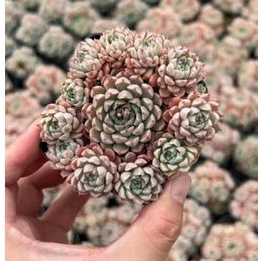 Siêu sale 50% 😍 - Sen đá Hồng bụi mini rất nhiều cây con.