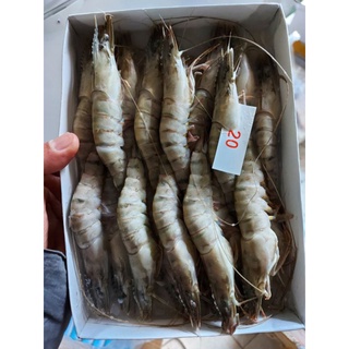 Tôm Sú Biển Xuất Khẩu Size 20