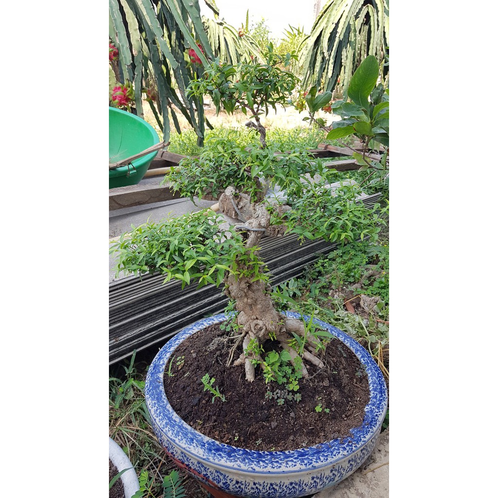 kiểng bonsai Mai Chiếu Thủy lá nhuyễn