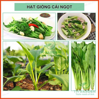 20gr Hạt Giống Cải Ngọt Cọng Xanh Cao Sản, Thân Mập Dễ Trồng (20gr ~ 4000 Hạt) - Học Viện Nông Nghiệp Việt Nam