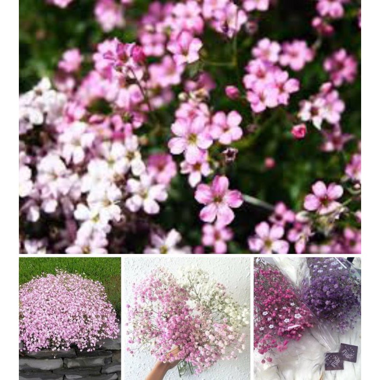 Hạt giống hoa baby trắng hồng mix màu - 100 hạt