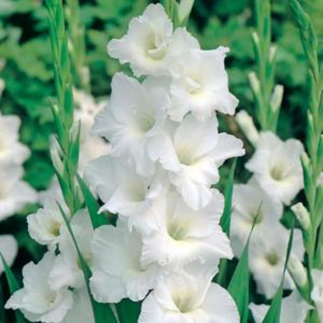 Củ hoa lay ơn Hà Lan