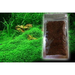 Hạt giống Trần Châu Ngọc Trai