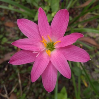 Tóc tiên hồng/ Huệ mưa/ Loa kèn mưa/ Báo vũ/ Phong huệ Zephyranthes rosea