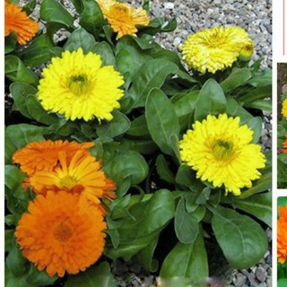 [Big Sale] 100H - Hạt giống Hoa Cúc SuSi Mix màu