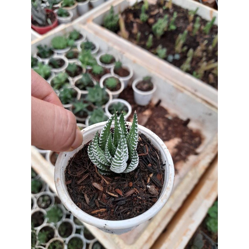 Móng rồng trắng size nhỏ Hoa Đá BMT