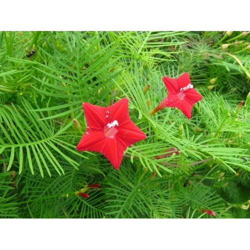Hoa tóc tiên đỏ dây leo - cây cảnh sân vườn + tặng phân bón cho cây