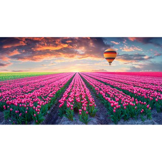 Tranh dán tường Tranh quả khinh khí cầu cùng vườn hoa tulip xinh đẹp, tranh dán tường 3d hiện đại (tích hợp sẵn keo)