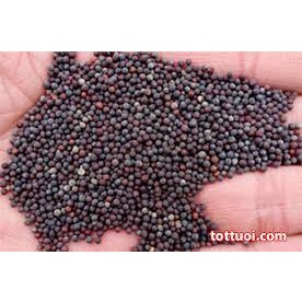Hạt giống rau cải ngồng F1 -Tổng kho hạt giống giá rẻ