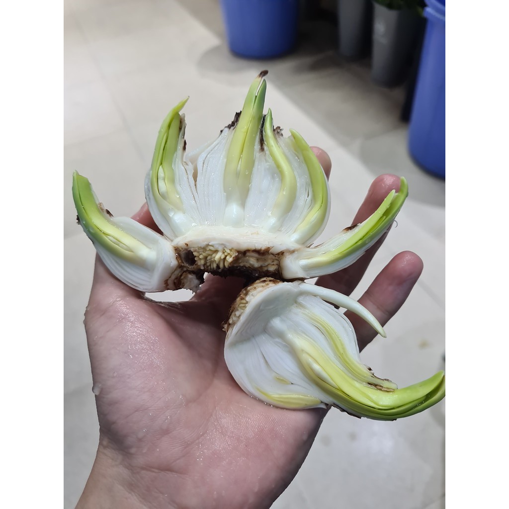 Củ hoa Thủy Tiên đã gọt sẵn bonsai nở 15-20 ngày nhiều mã củ, bảo hành bao hoa