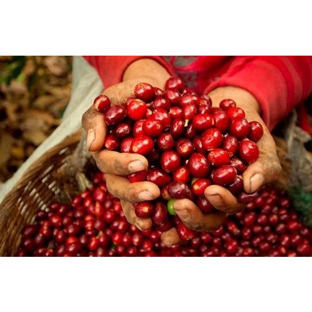 Cà phê Arabica Cầu Đất E-SKY Coffee nguyên chất 100% hậu vị ngọt pha phin pha máy cold brew 250g | BigBuy360 - bigbuy360.vn