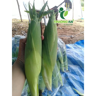 (Chỉ giao HCM) - TRÁI BẮP TÍM (BẮP NỮ HOÀNG)