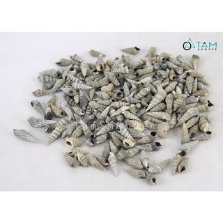 Vỏ ốc đinh nâu đen trang trí phong cách biển hủ 250-270g HOS-14
