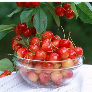 Hạt giống cây ăn trái cherry đỏ {10 hạt + 1 gói kích thích hạt nảy mầm }