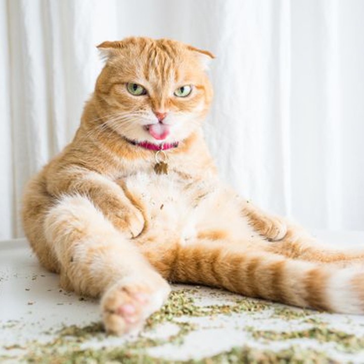 Bóng Catnip cho mèo Kún Miu, đồ chơi bóng catnip, bạc hà mèo giúp mèo thư giãn