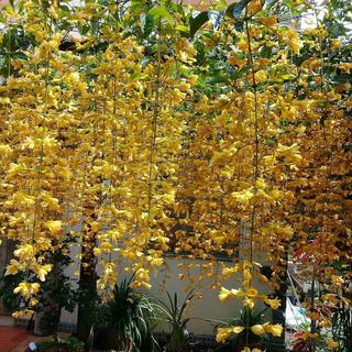 Lan hoàng dương cây giống chuỗi hoa dài 1m