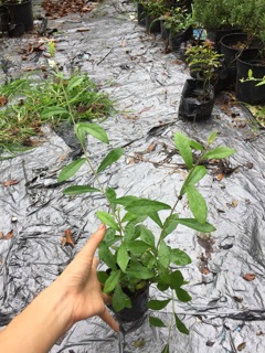 Cúc tần ấn độ