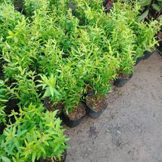 Lựu lùn ấn độ