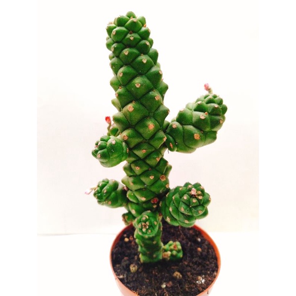 Xương rồng euphoria