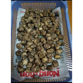 [HOT] CỦ GIỐNG HOA BƯỚM ĐÊM