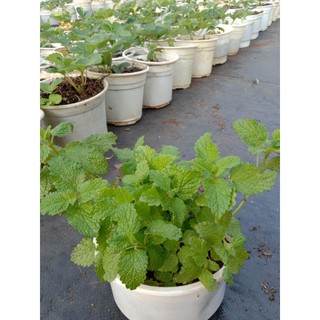 Cây Bạc hà Sả Chanh _ LEMON BALM 💪