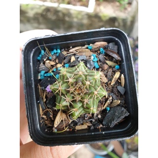 Xương rồng Gym vân (size 2-3 cm)