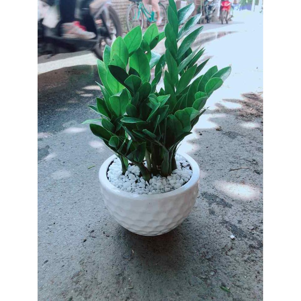 Chậu Kim Tiền Bán Chạy